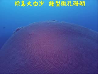 綠島大白沙 鐘型微孔珊瑚