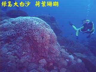綠島大白沙 荷葉珊瑚