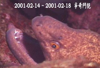 2001-02-14 ~ 2001-02-18  爭奇鬥艷